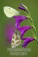 Marbled White ( Melanargia galathea ) and Small White ( Pieris rapae ) on Marsh Gladiolus ( Glad...