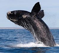 Southern Right Whale