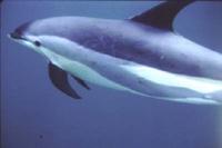 Atlantic White-Sided Dolphin (Laghenorynchus acutus)