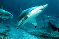 Blacktip Shark - Carcharhinus limbatus