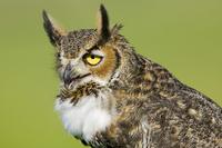 Great Horned Owl hooting, near Lake Kissimmee, Osceola County,