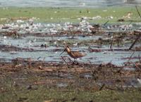 Long-billed Dowitcher (Limnodromus scolopaceus)