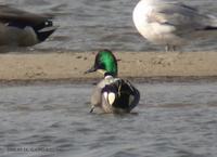 Falcated Teal Anas falcata 청머리오리