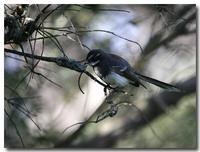 Willy Wagtail