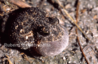 : Odontophrynus salvatori