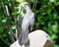 : Dumetella carolinensis; Catbird