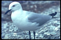 : Larus bulleri; Black-billed Gull