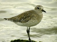 : Pluvialis sqatarola; Black-bellied Plover