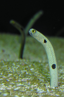 : Heteroconger digueti; Cortez Garden Eel