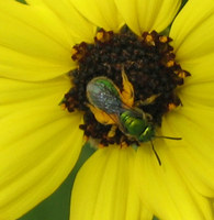 : Agapostemon sp.; Green Metallic Sweat Bee;