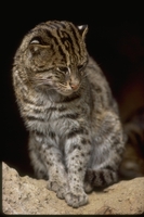 : Felis viverrina; Fishing Cat