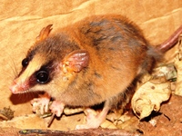 : Gracilinanus microtarsus