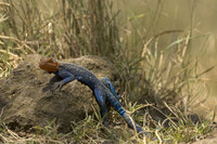 : Agama lionotus elgonis