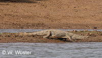 : Crocodylus niloticus; Nile Crocodile