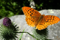 : Speyeria coronis; Coronis Fritillary;