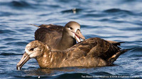 Black-footed Albatross. 30 September 2006. Photo by Kathleen Cameron