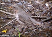 Fig. 2. Black-throated Thrush : 검은목지빠귀