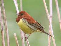 꼬까참새 Emberiza rutila | chestnut bunting