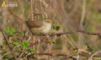 Fig. 20. Japanese Bush Warbler : 휘파람새