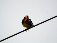 쇠찌르레기(red-cheeked myna)