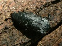 Capnodis tenebrionis - Flatheaded woodborer