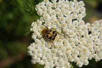 Trichius zonatus