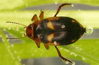 Suphrodytes dorsalis