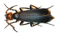 Epicauta sibirica