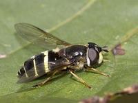 Dasysyrphus tricinctus