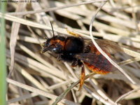 Osmia bicolor