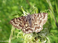 Callistege mi - Mother Shipton