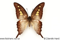 Graphium empedovana