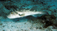 Sphoeroides annulatus, Bullseye puffer: