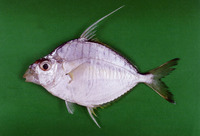 Leiognathus fasciatus, Striped ponyfish: fisheries