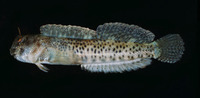 Entomacrodus striatus, Reef margin blenny: aquarium