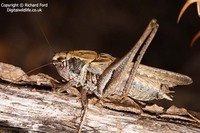 Platycleis albopunctata albopunctata