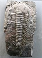 Paradoxides gracilis