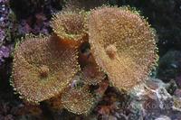 Ricordea yuma - Ricordea Mushroom Coral