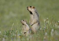 Image of: Marmota himalayana (Himalayan marmot)