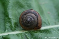 Monachoides incarnatus