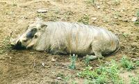 Image of: Phacochoerus africanus (common warthog)