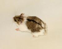 Image of: Phodopus campbelli (Campbell's hamster)