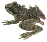 Image of: Ascaphus truei (tailed frog)