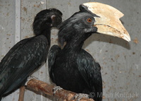 Anthracoceros malayanus - Black Hornbill