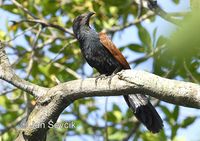 Centropus sinensis - Greater Coucal