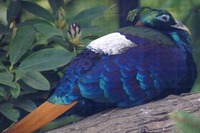 Lophophorus impejanus - Himalayan Monal