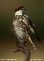Lanius senator - Woodchat Shrike