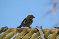 Foudia madagascariensis - Madagascar Red Fody