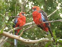 Platycercus elegans - Crimson Rosella