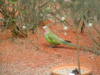 Polytelis alexandrae - Alexandra's Parrot